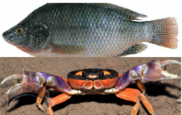 eja Akan fish crab