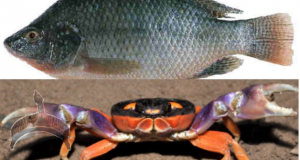 eja Akan fish crab