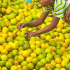 Oranges friom nigeria