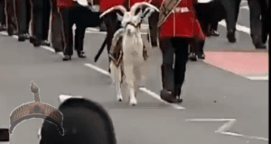 Video: Netizen react over a full blown Goat offered as Sacrifice for the late Queen of England, the Anglican Church!