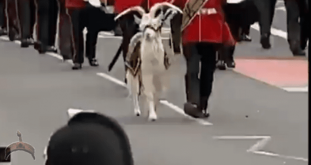 Video: Netizen react over a full blown Goat offered as Sacrifice for the late Queen of England, the Anglican Church!