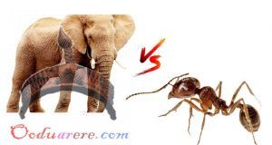 An Elephant Or Ant