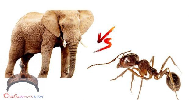 An Elephant Or Ant