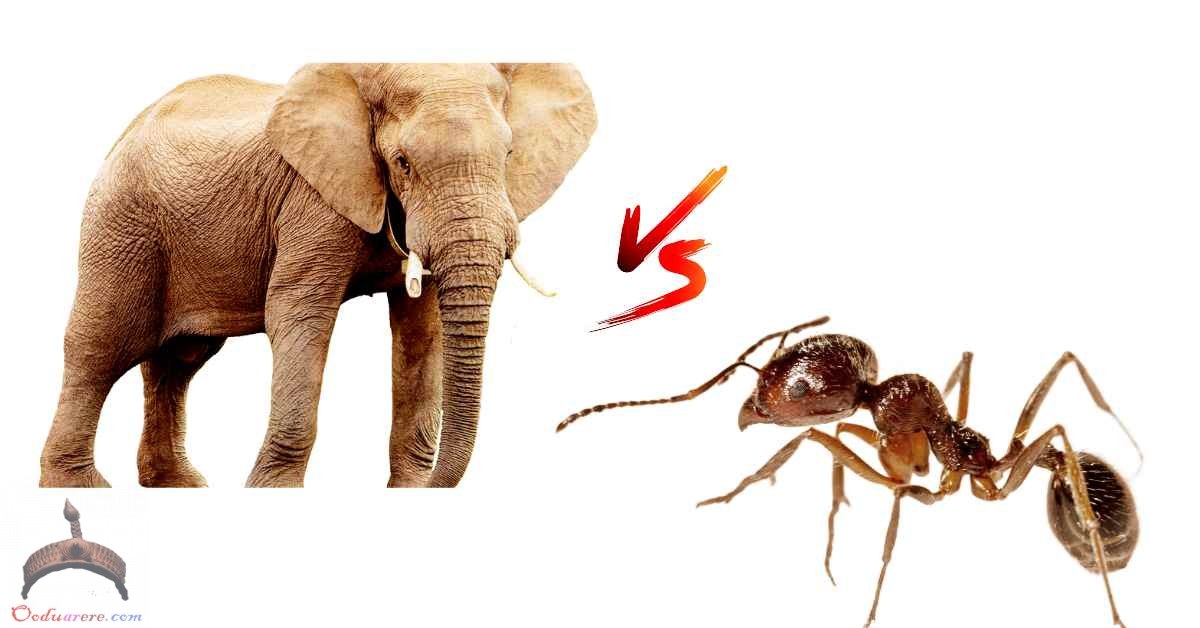 An Elephant Or Ant Ọmọ Oòduà