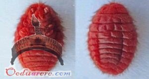 cochineal parasite