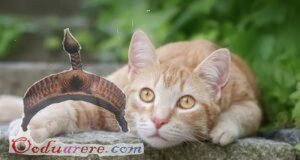 Another word in Yorùbá for Èse (Cat) is Ológìní, Músù or Ológbò.