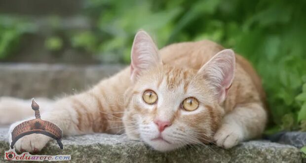 Another word in Yorùbá for Èse (Cat) is Ológìní, Músù or Ológbò.