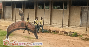 oyo schhol